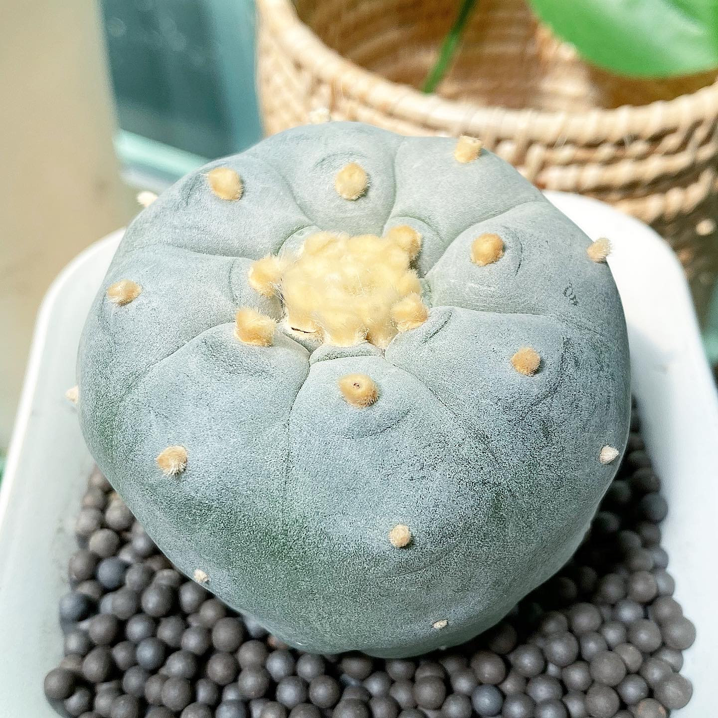 Lophophora williamsii Texana