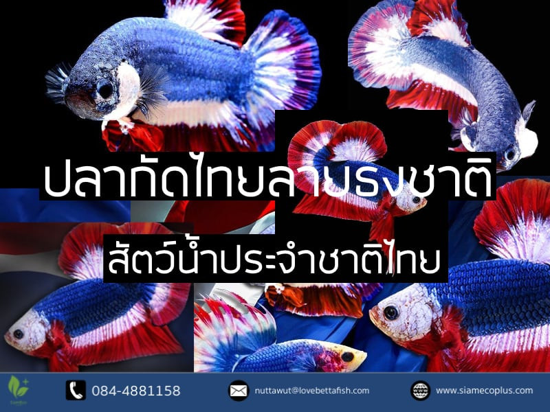 ปลากัดลายธงชาติ สัตว์น้ำประจำชาติไทย