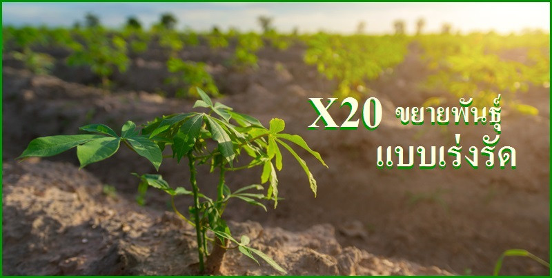 X20-การขยายพันธุ์มันสำปะหลังแบบเร่งรัด ได้กล้าปลอดโรคใบด่าง เพิ่ม 20 เท่า